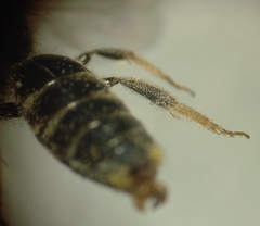 Lasioglossum pallens