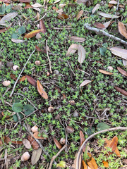 Chevreulia acuminata