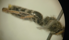 Lasioglossum pallens