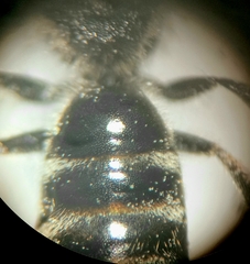 Lasioglossum pallens