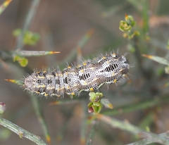 Athroolopha pennigeraria