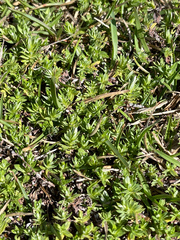 Chevreulia acuminata