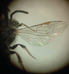 Lasioglossum pallens