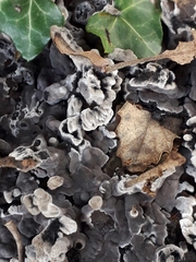 Tomentella fuscocinerea