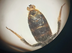 Lasioglossum pallens