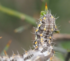 Athroolopha pennigeraria