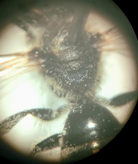 Lasioglossum pallens