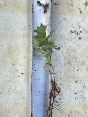 Chevreulia acuminata