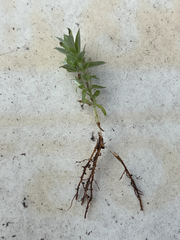 Chevreulia acuminata