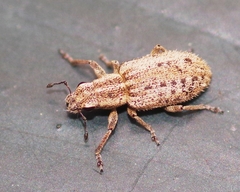 Sitona macularius