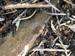 Horvathiolus guttatus