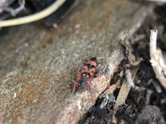 Horvathiolus guttatus