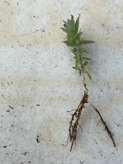 Chevreulia acuminata