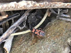 Horvathiolus guttatus