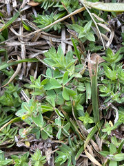 Chevreulia acuminata