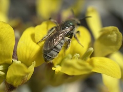 Lasioglossum pavonotus
