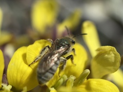 Lasioglossum pavonotus
