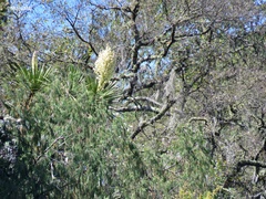 Yucca potosina