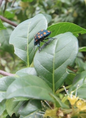 Pachycoris fabricii