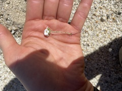 Eremocarya micrantha