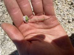 Eremocarya micrantha