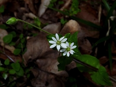 Stellaria neglecta