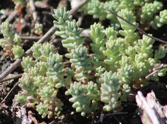 Sedum nuttallii