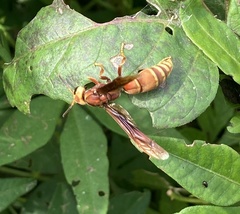 Montezumia ferruginea