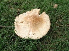 Saproamanita nauseosa