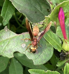 Montezumia ferruginea