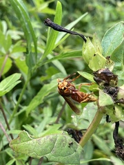 Montezumia ferruginea