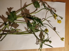 Ranunculus repens