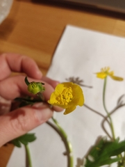 Ranunculus repens