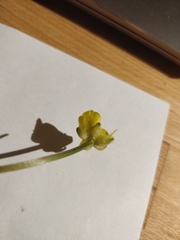 Ranunculus repens