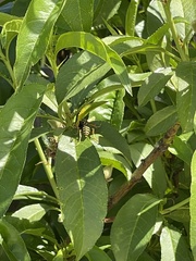 Polistes dominula
