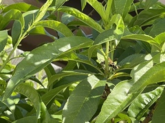 Polistes dominula