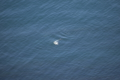 Tursiops truncatus ponticus