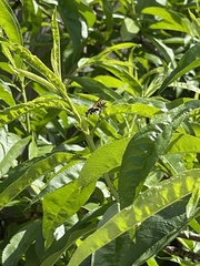 Polistes dominula