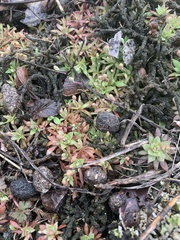 Androsace occidentalis