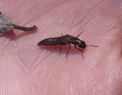 Ocypus aeneocephalus