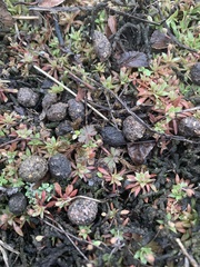 Androsace occidentalis