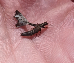 Ocypus aeneocephalus