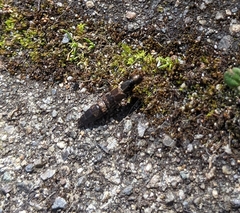 Ocypus aeneocephalus