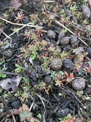 Androsace occidentalis