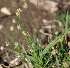 Eleocharis compressa