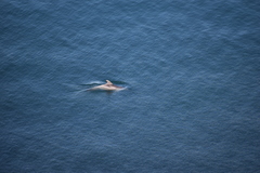 Tursiops truncatus ponticus