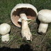 Macro Mushroom - Photo (c) Marjan Kustera, some rights reserved (CC BY-NC-ND)