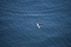 Tursiops truncatus ponticus