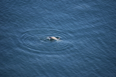 Tursiops truncatus ponticus