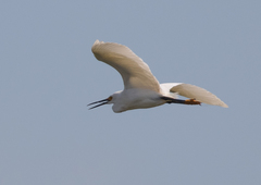 Egretta thula